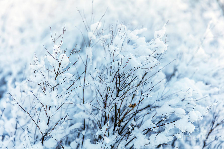 Winter tree, branches in snow and frost close-up. Photograph by Michal Bednarek