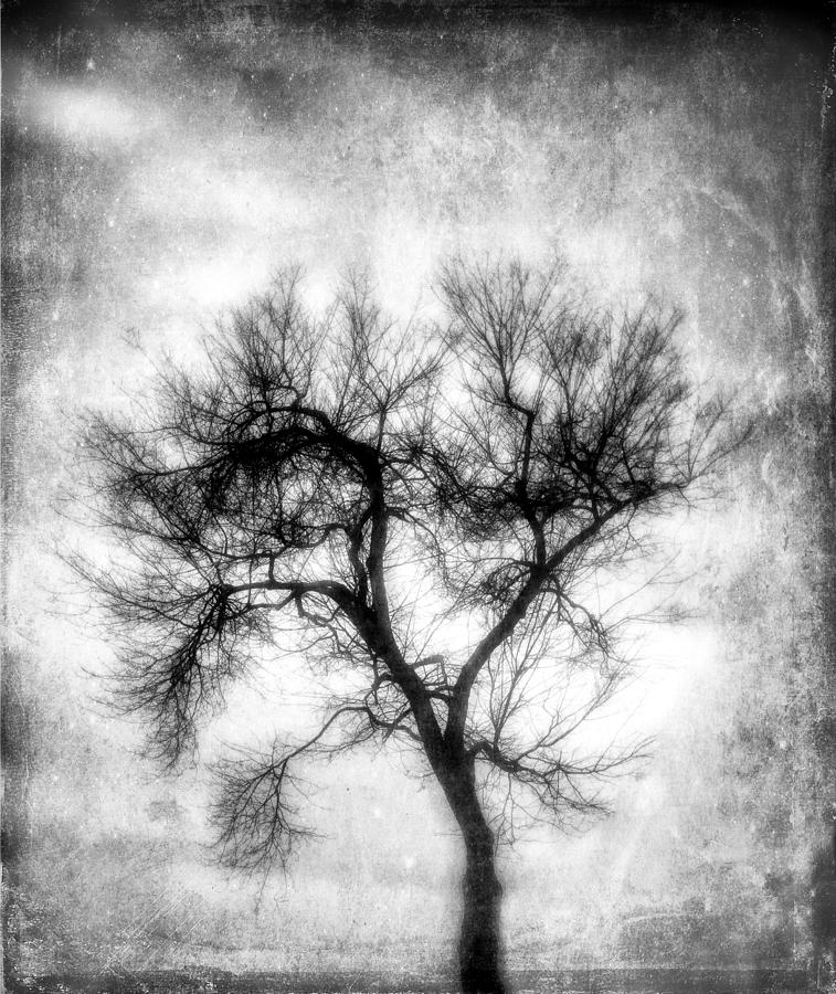 Winter Tree-BW Photograph by Joye Ardyn Durham