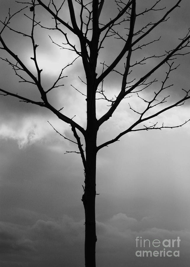 Winter Tree Photograph by Carol Groenen
