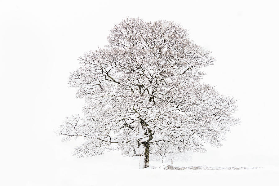 Winter Tree Photograph by Chris Smith