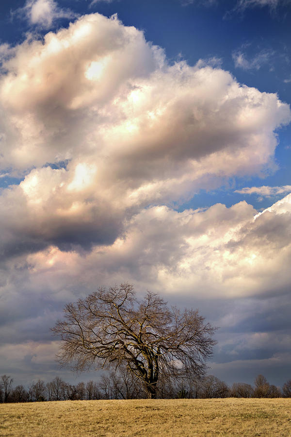 Winter Tree Photograph by Don Johnson