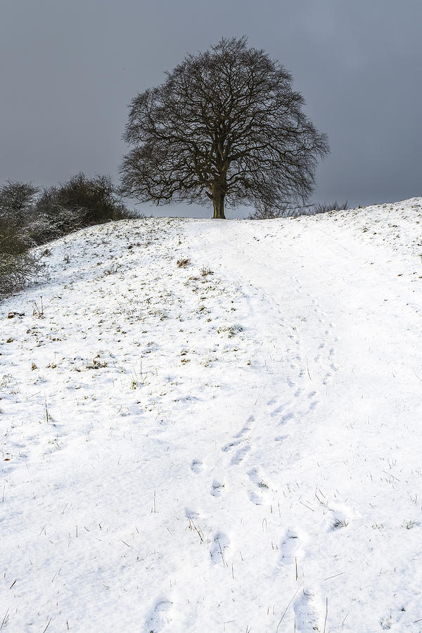 Winter tree Photograph by Elmer Jensen
