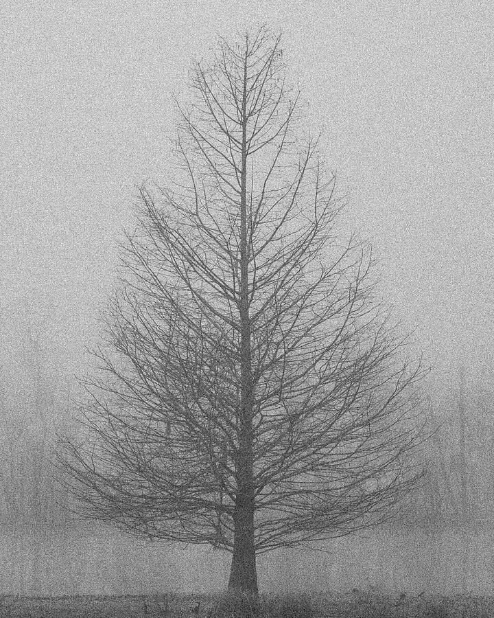 Winter Tree Photograph by Gerard Harrison