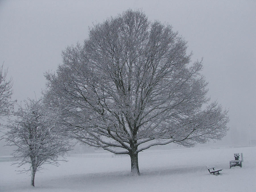 Winter Tree Photograph by Heather Lennox | Fine Art America