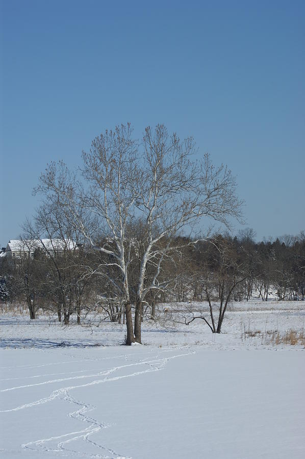Winter Photograph - Winter Tree by Heidi Poulin
