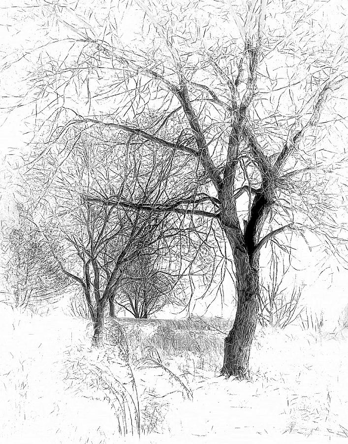 Winter Tree in Field of Snow Sketch Digital Art by Randy Steele