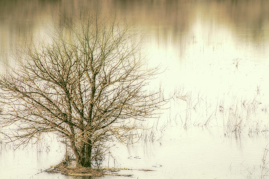 Winter Tree in Water Digital Art by Terry Davis