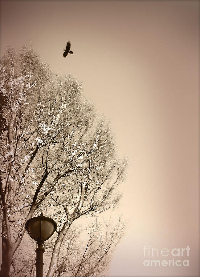 Winter Tree Photograph by Eena Bo