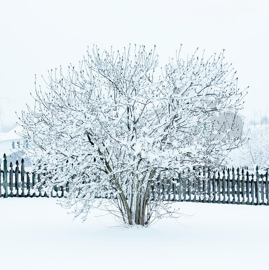 Tree Photograph - Winter Tree  by Iris Richardson
