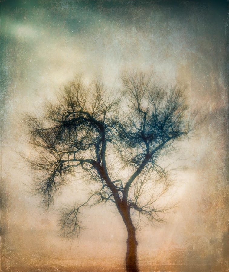 Winter Tree Photograph by Joye Ardyn Durham
