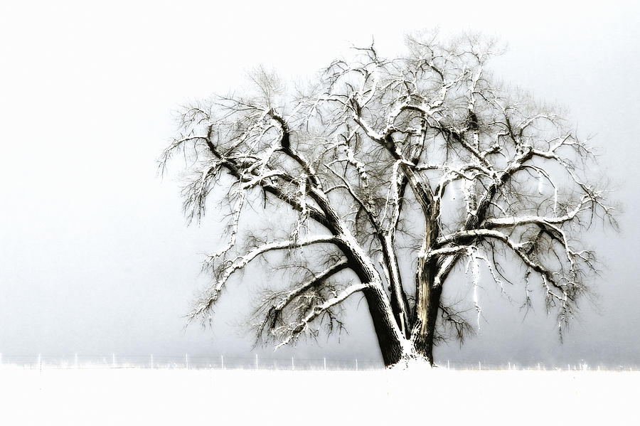 Winter Tree Photograph by Juli Ellen