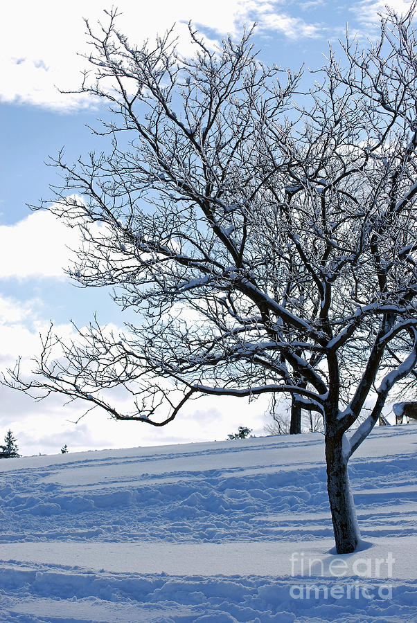 Winter Tree Photograph by Lila Fisher-Wenzel