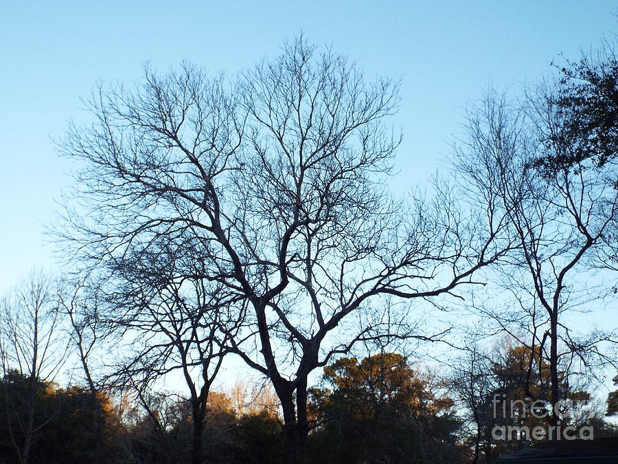 Winter Tree Photograph by Marc Watkins