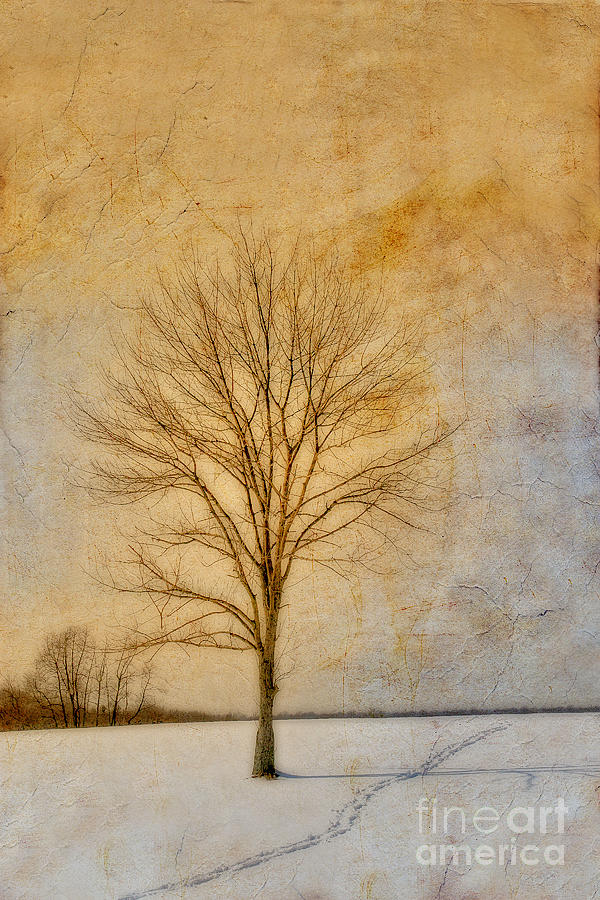 Winter Tree Morning Light Digital Art by Randy Steele