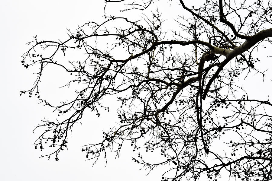 Black And White Photograph - Winter Tree No. 69-1 by Sandy Taylor