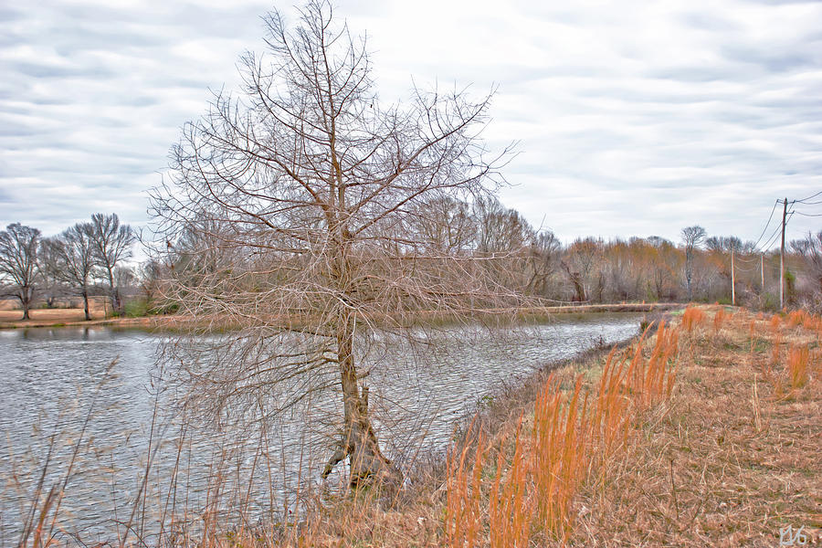 Winter Tree on Pond Shore Photograph by Gina OBrien