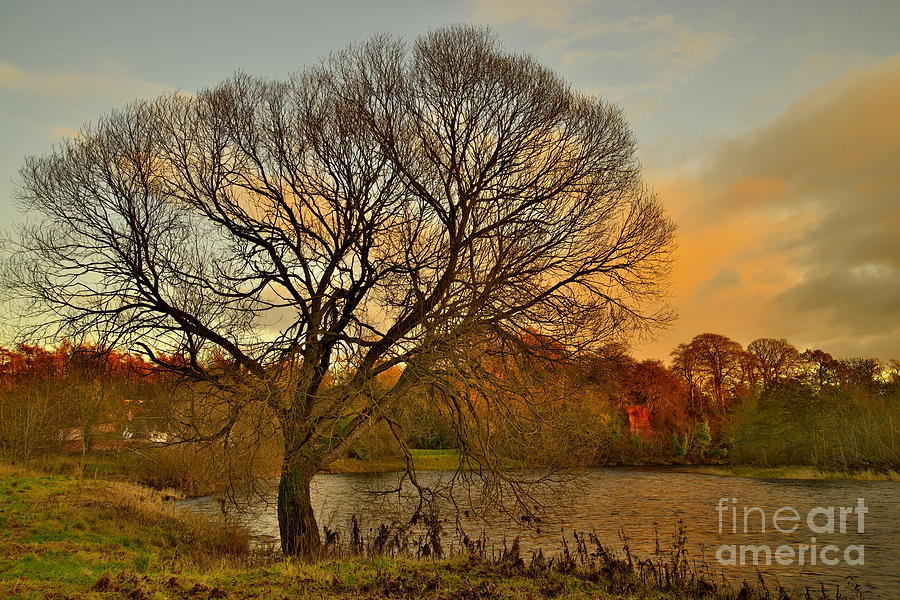 Winter tree on the River Tweed Photograph by Martyn Arnold