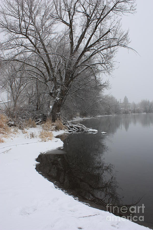 Winter Tree Reflecting on Snowy Yakima River Photograph by Carol Groenen