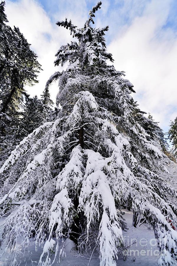 Winter Tree Scenes - 1 Photograph by Terry Elniski