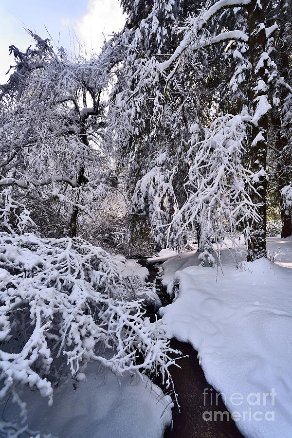 Winter Tree Scenes - 2 Photograph by Terry Elniski