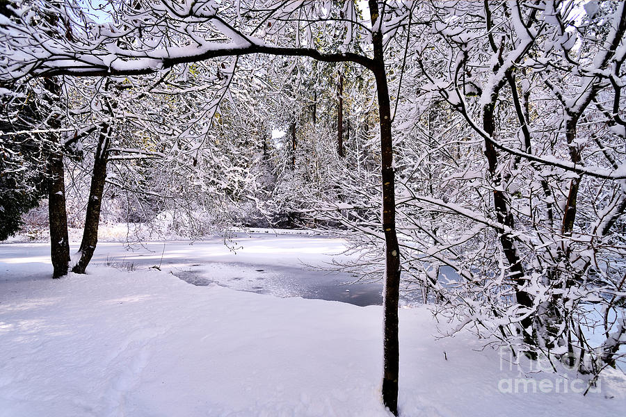 Winter Tree Scenes - 3 Photograph by Terry Elniski