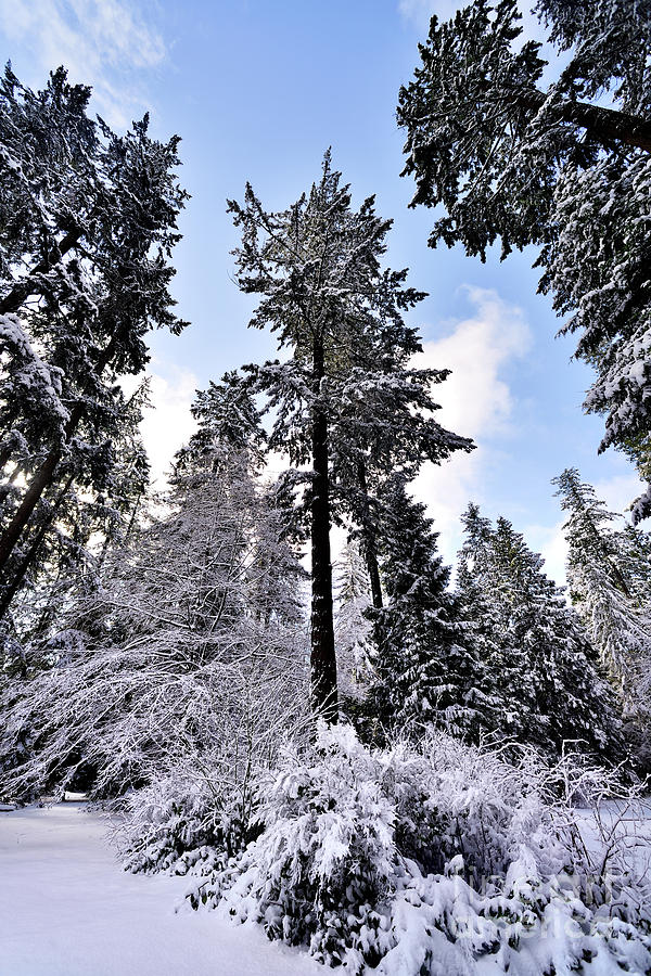 Winter Tree Scenes - 4 Photograph by Terry Elniski