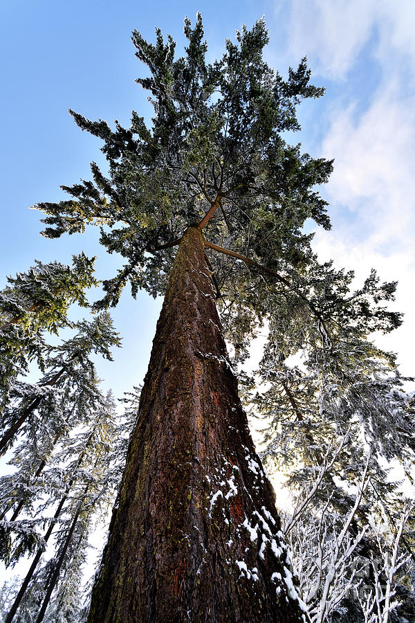 Winter Tree Scenes - 5 Photograph by Terry Elniski