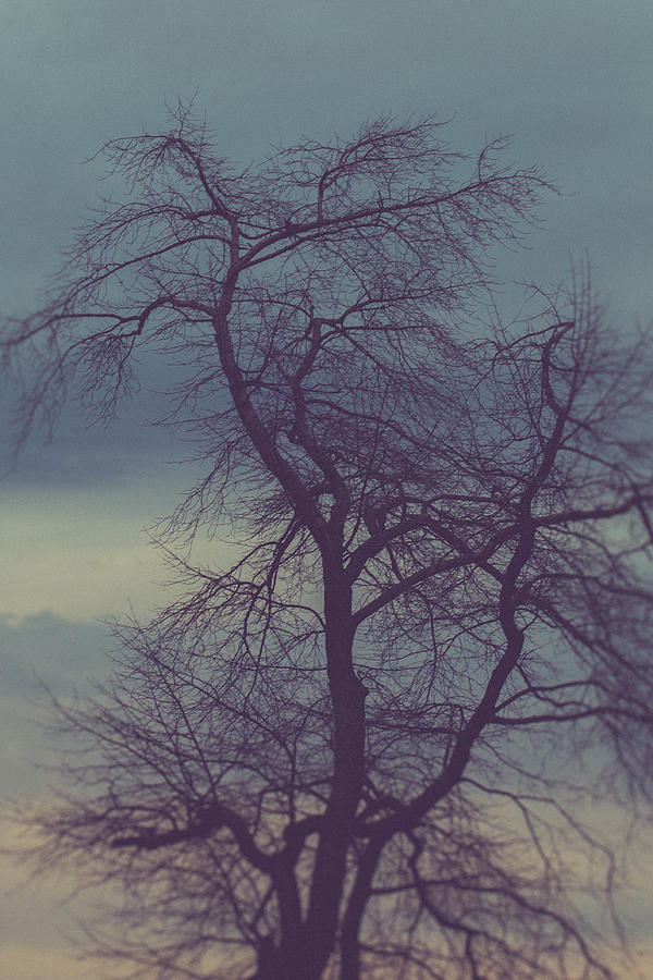 Winter Photograph - Winter Tree by Shane Holsclaw