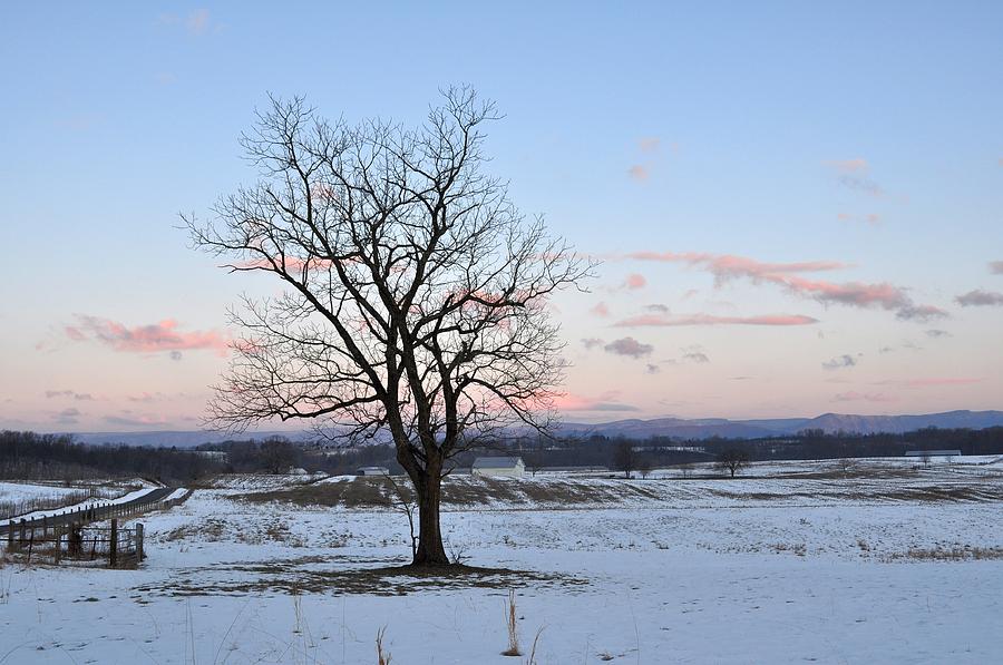 Winter Tree Photograph by Steven Barrett