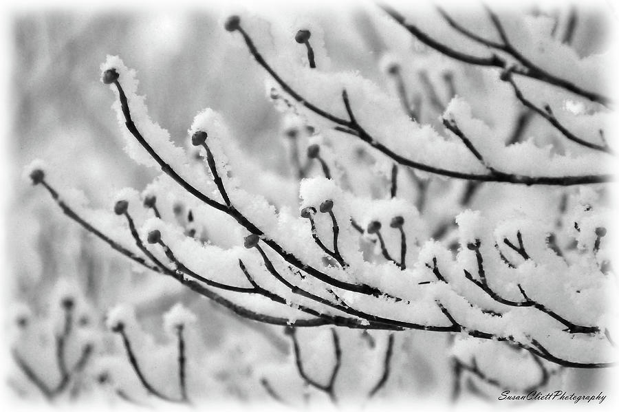 Winter Tree Photograph by Susan Cliett
