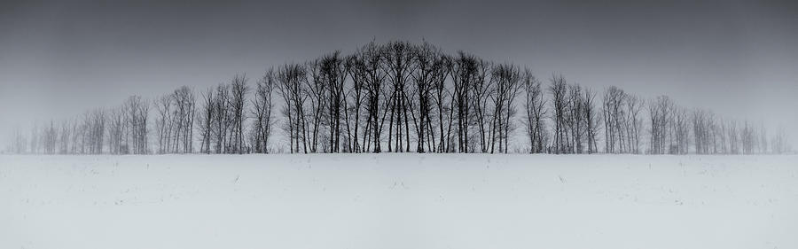 Winter Tree Symmetry Long Horizontal Photograph by John Williams