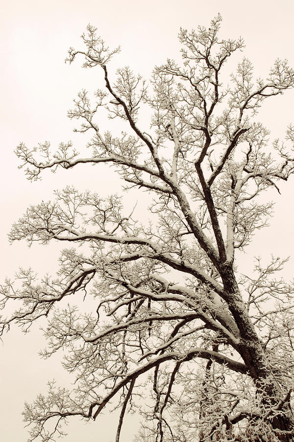 Tree Photograph - Winter Tree by Tammy Franck