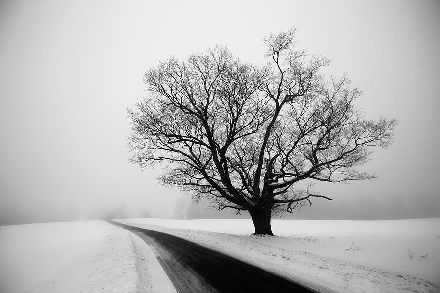 Winter Tree Photograph by Tim Kirchoff