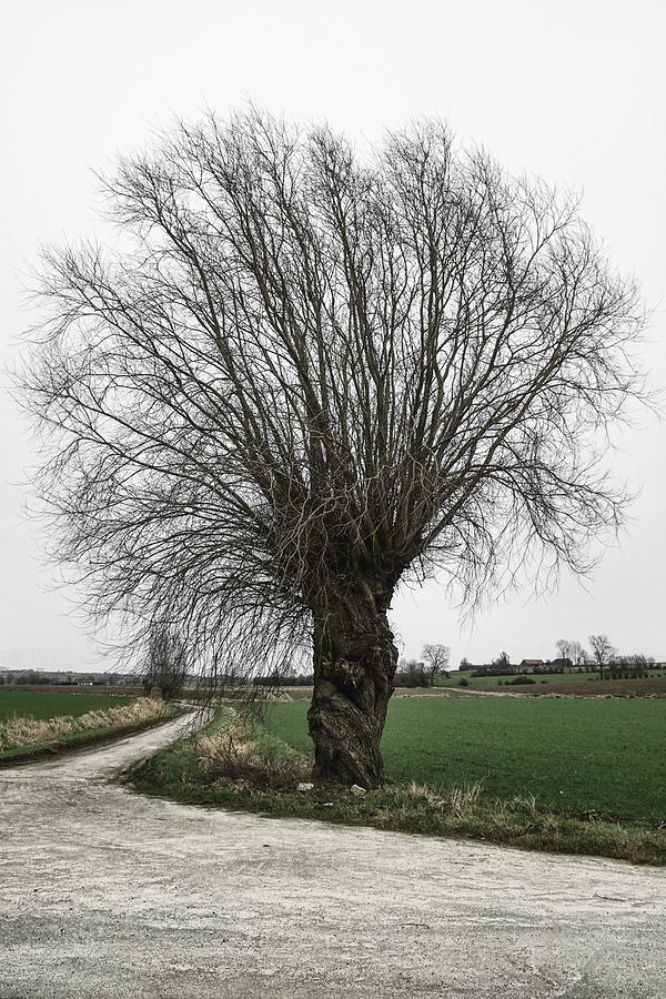 Winter Tree Photograph