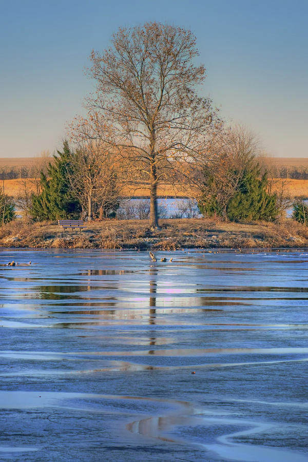 Winter Tree - Walnut Creek Lake Photograph by Nikolyn McDonald