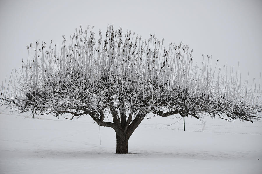 Winter Photograph - Winter Tree by Whispering Peaks Photography