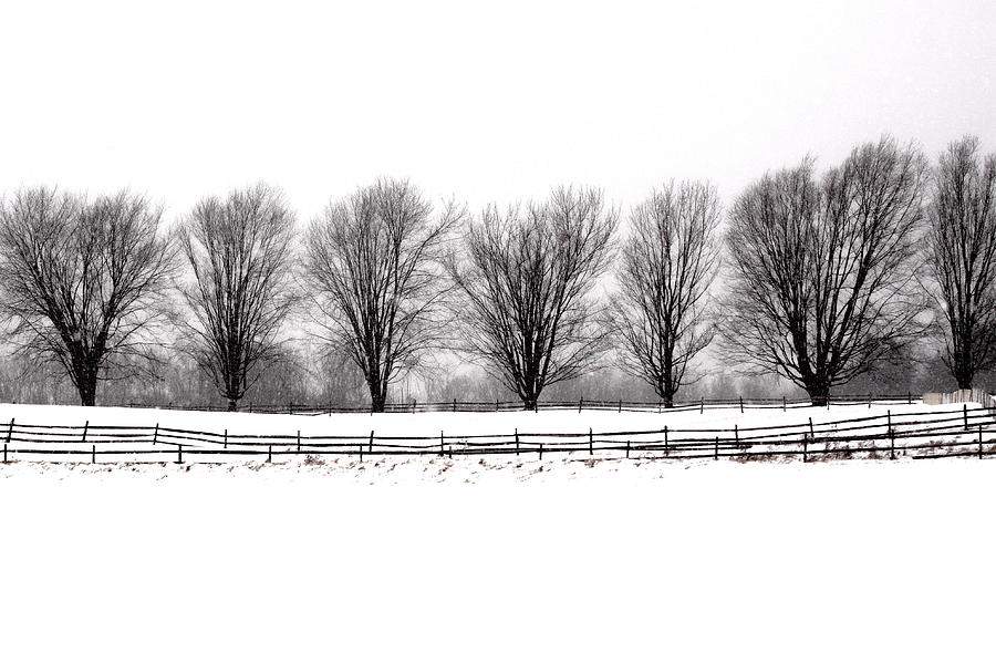 Winter Treeline Photograph by Don Nieman