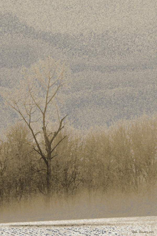 Winter Treeline Photograph by Everett Bowers