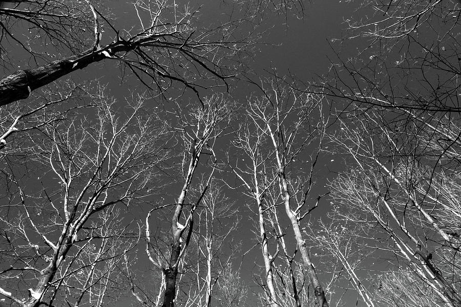 Winter Trees 2 121417 BW Photograph by Mary Bedy