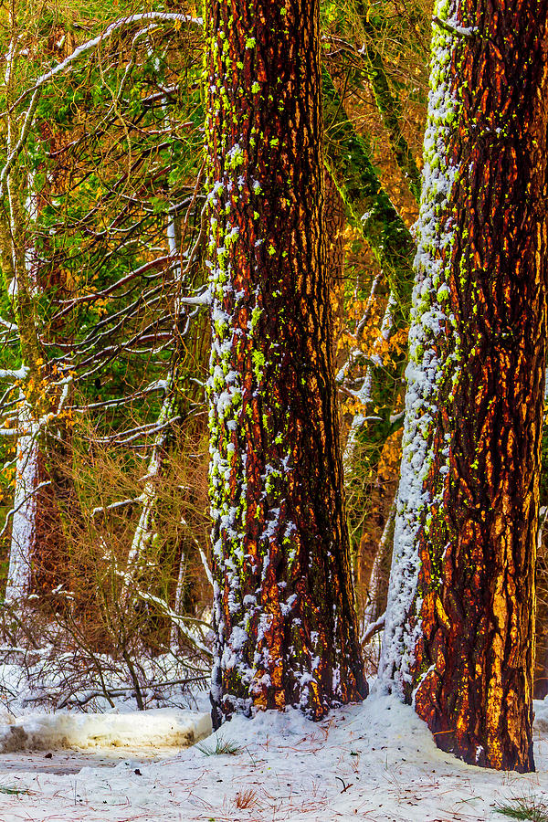 Nature Photograph - Winter Trees 2 by Garry Gay