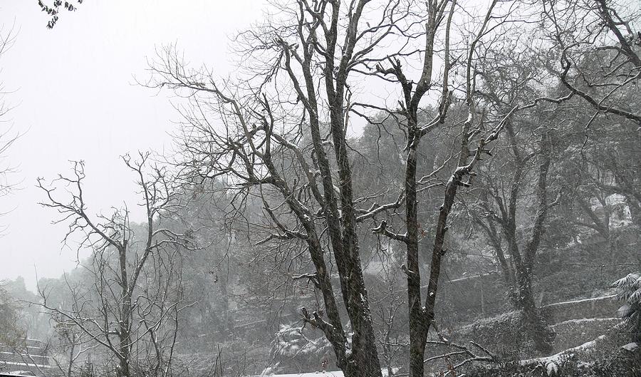Winter trees 2 Photograph by Padamvir Singh
