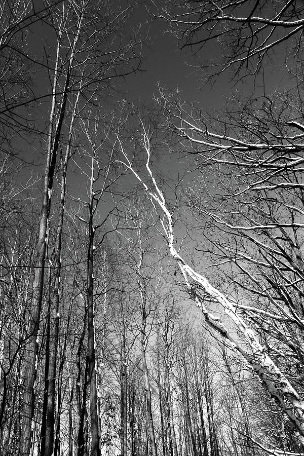 Winter Trees 3 121417 BW Photograph by Mary Bedy