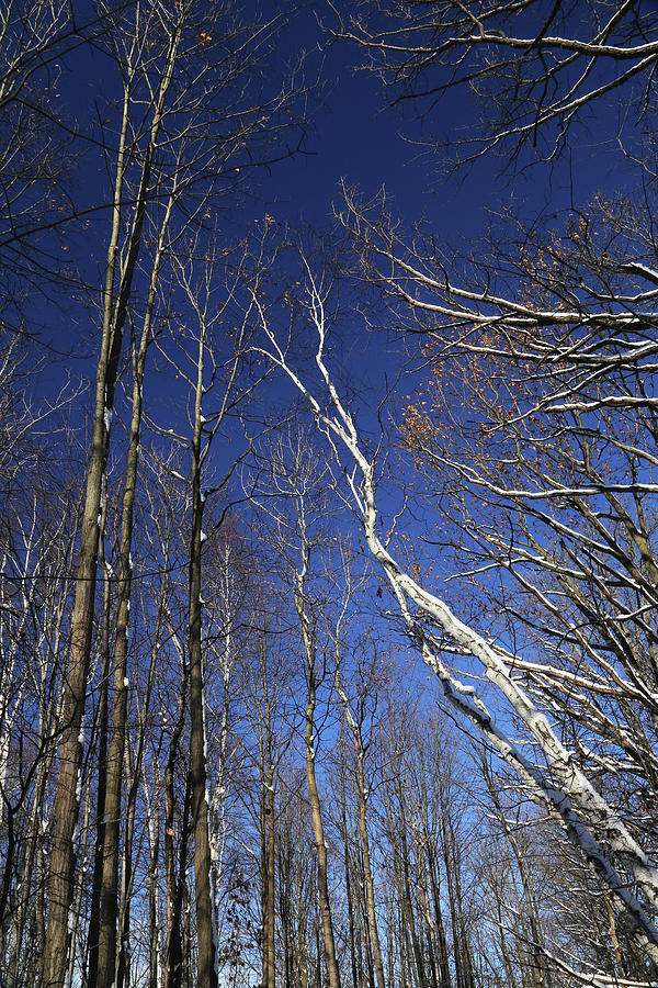 Winter Trees 3 121417 Photograph by Mary Bedy