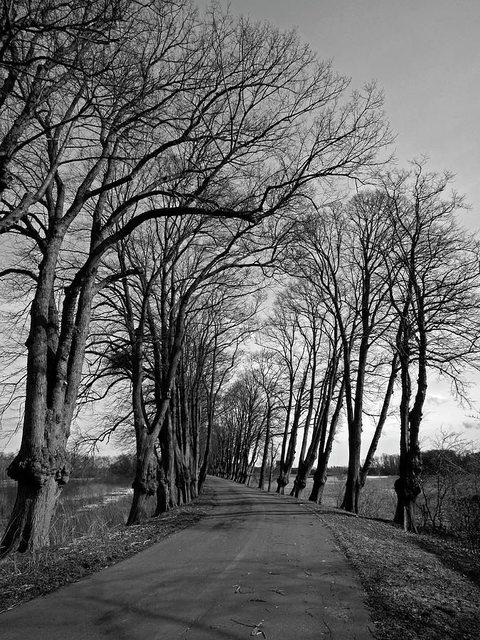 Winter trees - 365-319 Photograph by Inge Riis McDonald
