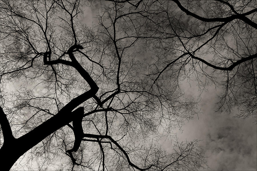 Winter Trees 4 Photograph by Robert Ullmann