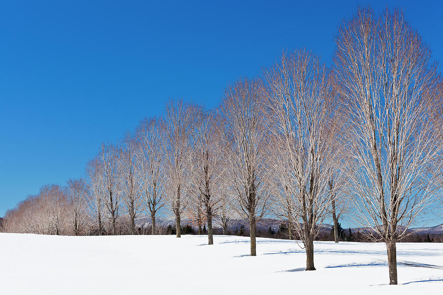 Winter Trees Photograph by Alan L Graham