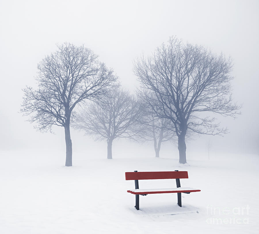 Tree Photograph - Winter trees and bench in fog by Elena Elisseeva