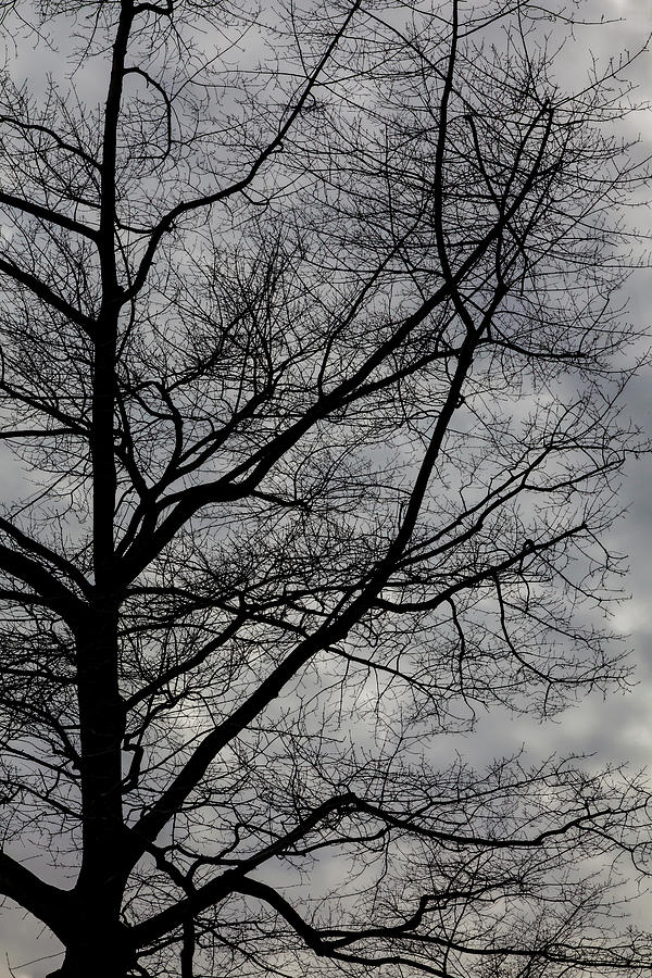 Winter Trees and Clouds 2 Photograph by Robert Ullmann