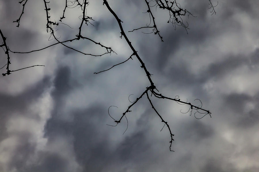 Winter Trees and Clouds 3 Photograph by Robert Ullmann