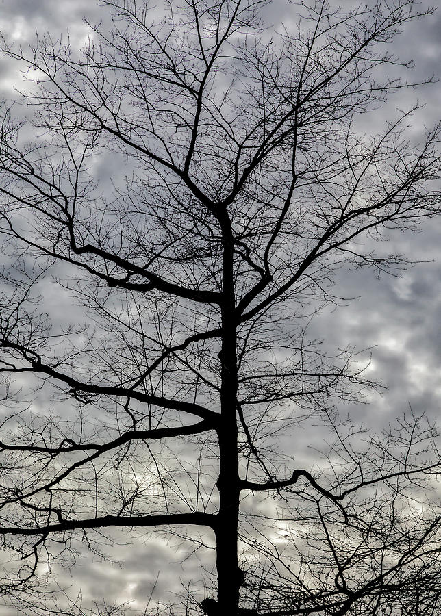 Winter Trees and Clouds 4 Photograph by Robert Ullmann